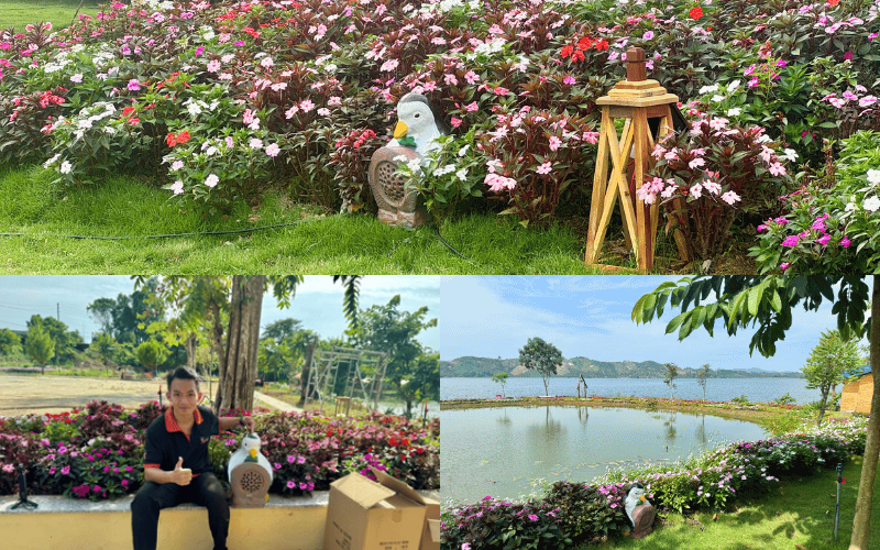 loa san vuon pearller